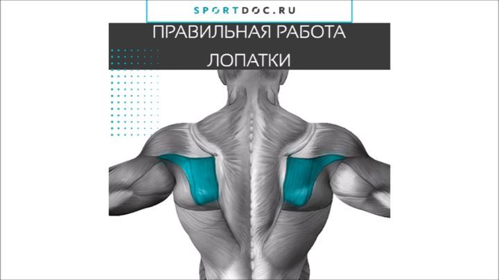 Ость лопатки - e-Anatomy - IMAIOS